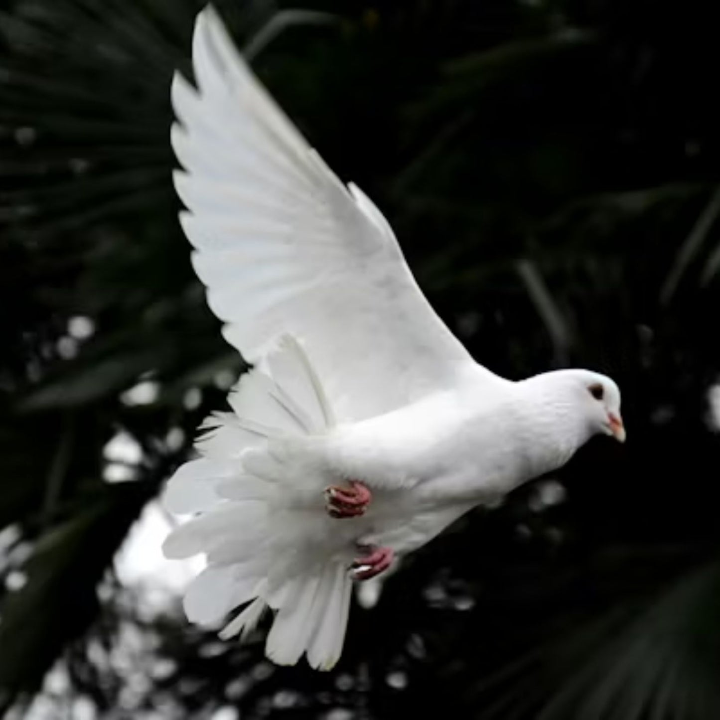 Ticket: Ministering in the Power of the Spirit™ Mar. 2026 LIVESTREAM