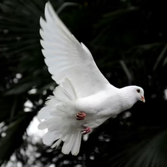 Ticket: Ministering in the Power of the Spirit™ Mar. 2026 LIVESTREAM